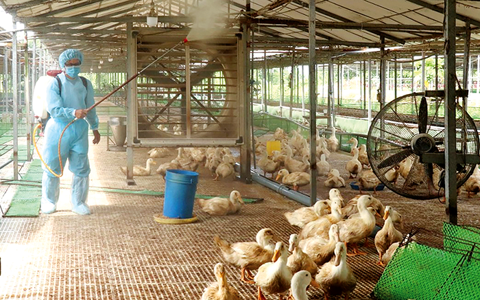 Tăng cường ứng dụng giống mới và tiến bộ kỹ thuật vào chăn nuôi 