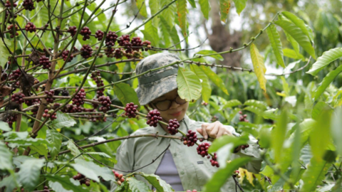 Giá cà phê hôm nay 21/4/2026: Tăng nhẹ 300 đồng
