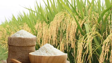 Giá lúa gạo hôm nay ngày 22/4: Gạo nguyên liệu xuất khẩu tiếp đà tăng