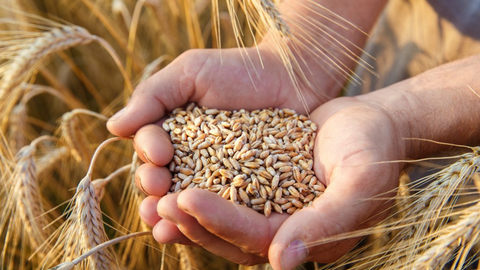 Giá lúa mì tăng vọt trong bối cảnh rủi ro nguồn cung gia tăng