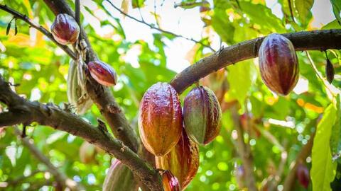Giá ca cao tăng mạnh 5 phiên liên tiếp