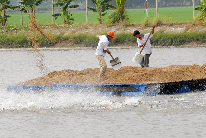 Tăng cường giải pháp nâng cao hiệu quả nuôi cá tra 
