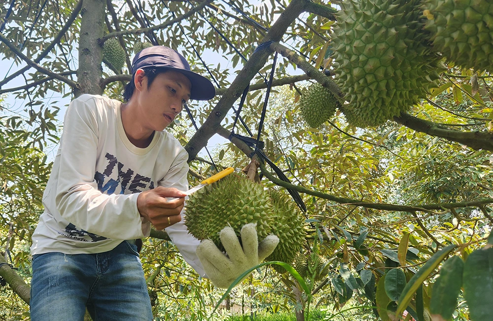Cần Thơ phát triển diện tích cây ăn trái gần 100.330ha 