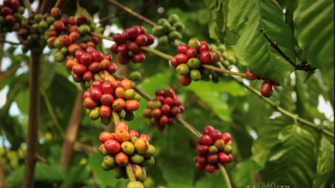 Giá cà phê hôm nay 8/5/2026: Tăng nhẹ, lên mốc 87.000 đồng/kg