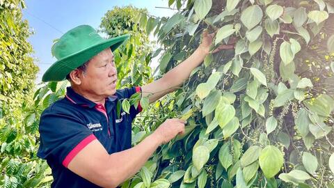 Giá tiêu hôm nay 21/5/2026: Cao nhất 142.000 đồng/kg
