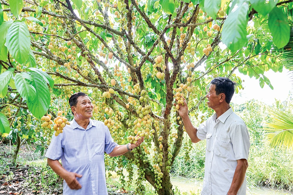 Chung tay giữ gìn vườn dâu truyền thống 