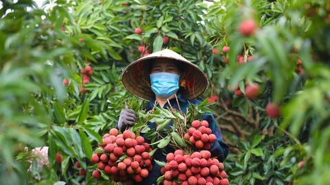 Bộ Công Thương vào cuộc hỗ trợ tiêu thụ, xuất khẩu quả vải