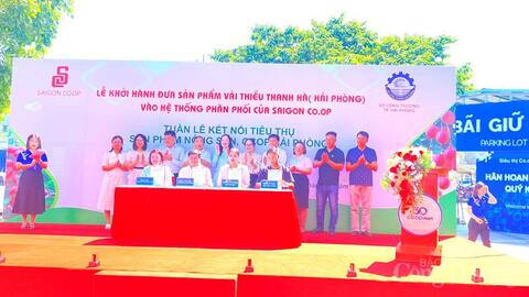 Saigon Co.op đưa Vải Thanh Hà vào hệ thống phân phối toàn quốc
