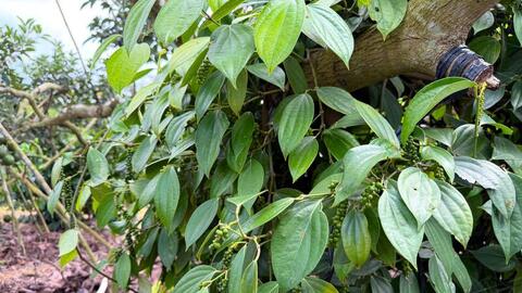 Giá tiêu hôm nay 29/5/2026: Dao động từ 137.000 – 142.000 đồng/kg