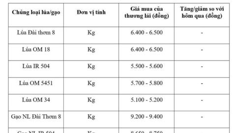 Giá lúa gạo hôm nay ngày 4/6/2026: Gạo thơm Jasmine tăng 1.000 đồng/kg