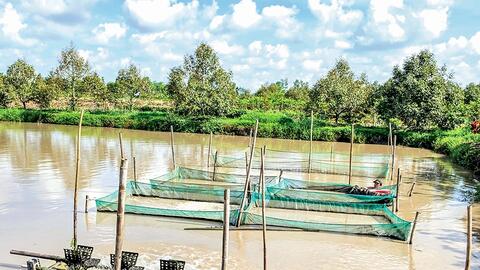 Diện tích, sản lượng thủy sản nuôi tăng so với cùng kỳ 