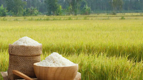 Giá lúa gạo hôm nay ngày 20/6: Gạo thơm Jasmine tăng 2.000 đồng/kg
