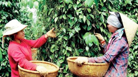 Giá tiêu hôm nay 20/6/2026: Đột ngột giảm sâu 2.000 – 3.000 đồng/kg
