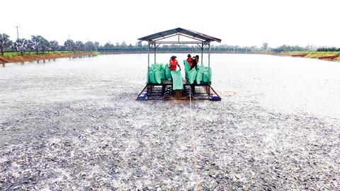 Cơ hội để ngành hàng cá tra phát triển bền vững 