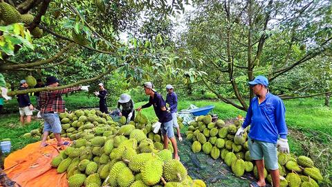Sản lượng nhiều loại cây trồng và vật nuôi tăng so cùng kỳ 