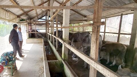 Gầy dựng cơ nghiệp từ đàn trâu sinh sản 