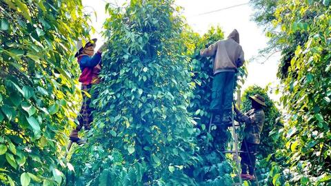 Giá tiêu hôm nay 8/7/2026: Đồng loạt tăng 1.000 đồng/kg