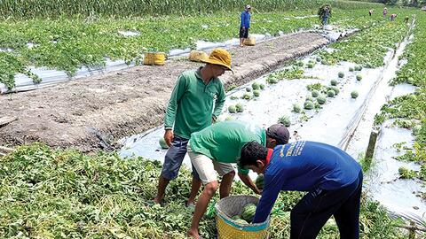 Tích cực hỗ trợ nông dân chuyển đổi cơ cấu cây trồng 