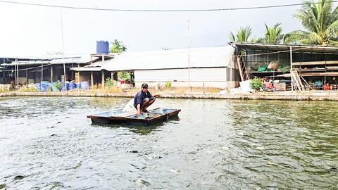Cần Thơ thực hiện nhiều giải pháp phát triển nuôi trồng thủy sản 