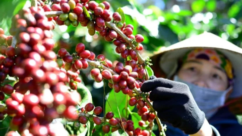 Giá cà phê tăng mạnh, tồn kho Arabica xuống mức thấp nhất