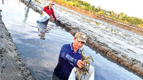 Mở hướng phát triển mô hình tôm - lúa 