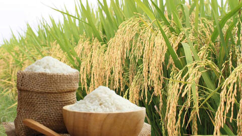 Giá lúa gạo hôm nay ngày 30/7/2026: Gạo nguyên liệu xuất khẩu tăng nhẹ