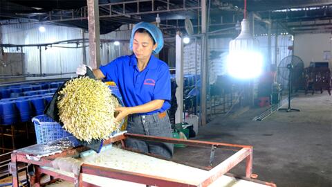 OCOP Cần Thơ: Sàng lọc, nâng cao chất lượng để phát triển bền vững 