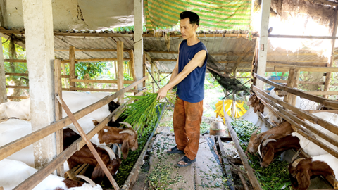 Mô hình chăn nuôi tổng hợp mang lại hiệu quả kinh tế 