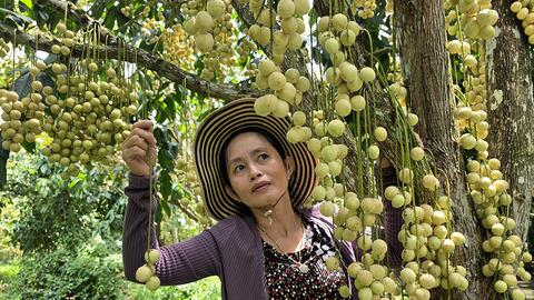 Mùa dâu Hạ Châu 