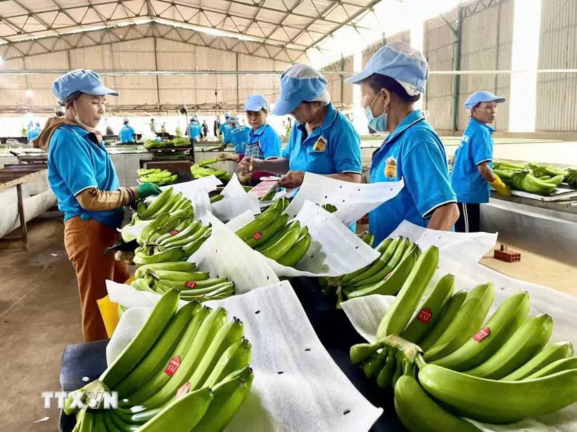 Hàn Quốc: Chuỗi cửa hàng tiện lợi GS25 chọn trang trại chuối tại Việt Nam làm nguồn cung riêng 