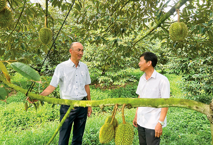 Không mở rộng diện tích trồng sầu riêng - Mệnh lệnh tái thiết ngành hàng tỉ đô 