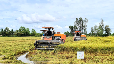 TP Cần Thơ tổ chức Festival Quốc tế Ngành hàng Lúa gạo Việt Nam lần thứ II vào cuối tháng 11 