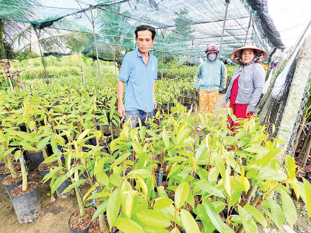 Nguồn cung cây giống dồi dào, đa dạng chủng loại 