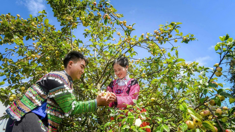 Du lịch Sơn La mùa thu: Đòn bẩy thúc đẩy thương mại dịch vụ địa phương