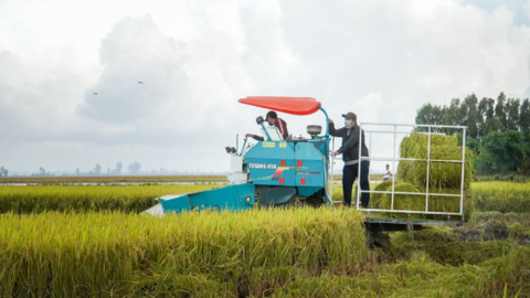 Phát huy hiệu quả mô hình sản xuất lúa chất lượng cao, phát thải thấp