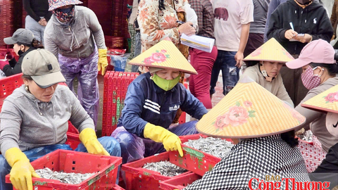 Quảng Ngãi: Ngư dân trúng cá cơm trái vụ, lãi hàng chục triệu đồng