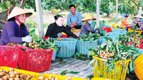 Tích cực hỗ trợ và thúc đẩy phát triển hợp tác xã nông nghiệp 