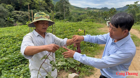 Quảng Ngãi: Liên kết sản xuất, thúc đẩy phát triển vùng nguyên liệu