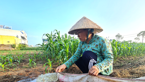 Khoảng 424.800-502.300ha cây trồng vụ đông xuân 2026-2027 có nguy cơ bị ảnh hưởng bởi hạn hán, xâm nhập mặn 