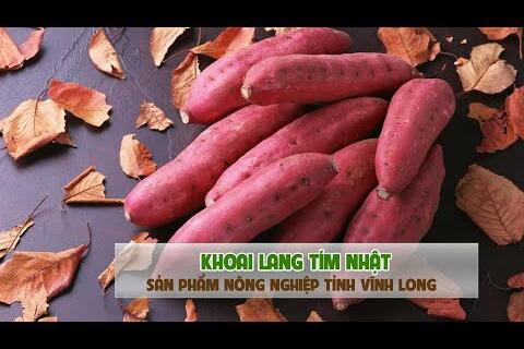 Nông Nghiệp Sạch | Khoai Lang Tím Vĩnh Long