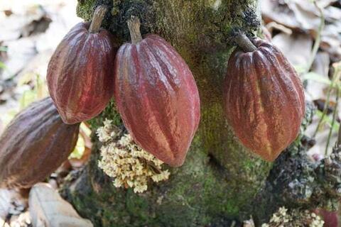 <a href="/nong-nghiep" title="Nông nghiệp" rel="dofollow">nông nghiệp</a>