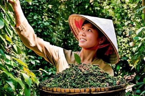 <a href="/nong-nghiep" title="Nông nghiệp" rel="dofollow">nông nghiệp</a>