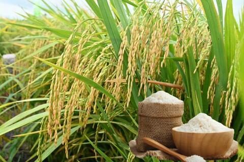 <a href="/nong-nghiep" title="Nông nghiệp" rel="dofollow">nông nghiệp</a>