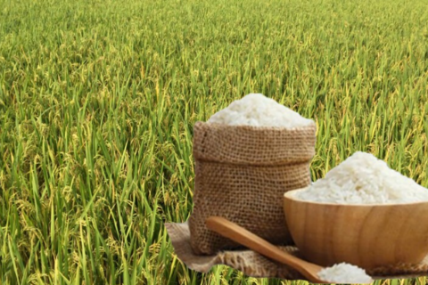 <a href="/nong-nghiep" title="Nông nghiệp" rel="dofollow">nông nghiệp</a>