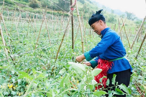 <a href="/nong-nghiep" title="Nông nghiệp" rel="dofollow">nông nghiệp</a>
