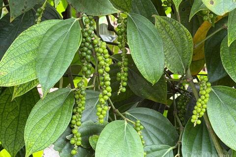 <a href="/nong-nghiep" title="Nông nghiệp" rel="dofollow">nông nghiệp</a>
