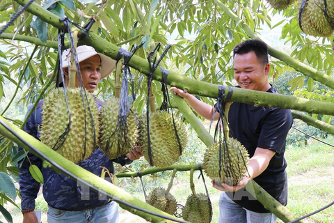 <a href="/nong-nghiep" title="Nông nghiệp" rel="dofollow">nông nghiệp</a>