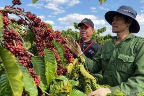 <a href="/nong-nghiep" title="Nông nghiệp" rel="dofollow">nông nghiệp</a>