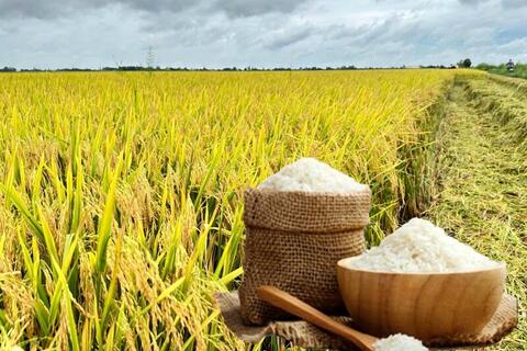 <a href="/nong-nghiep" title="Nông nghiệp" rel="dofollow">nông nghiệp</a>