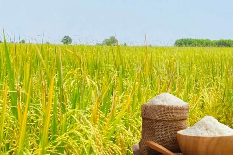 <a href="/nong-nghiep" title="Nông nghiệp" rel="dofollow">nông nghiệp</a>